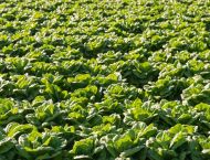 Φωτογραφία φυτεμένης έκτασης με λαχανικά